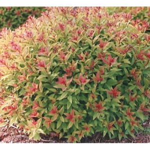 Lnksva japoninė (Spiraea japonica) &#039;Goldflame&#039;